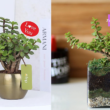 Happy Jade Plants Step by step guide