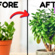 Top 5 Mistakes to Avoid with Your Happy Jade Plant